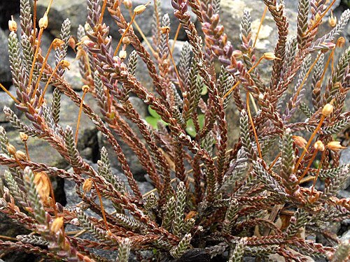Cassiope selaginoides: Cassiope selaginoides
