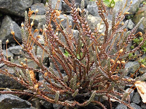 Cassiope selaginoides: Cassiope selaginoides