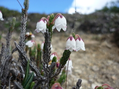 Cassiope selaginoides (Cassiope selaginoides)