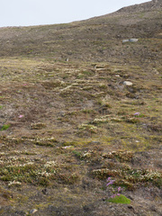 White arctic mountain heather (Cassiope tetragona)