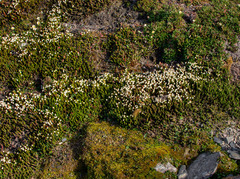 White arctic mountain heather (Cassiope tetragona)