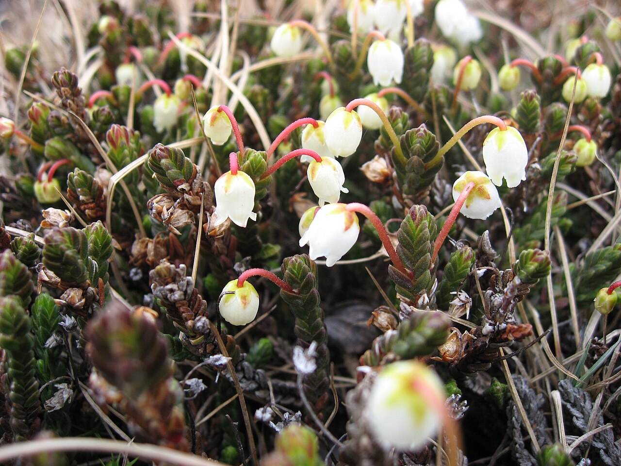 White arctic mountain heather: Cassiope tetragona photographed near Upernavik, Greenland .