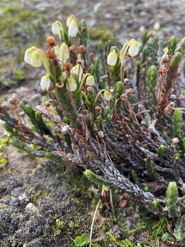 White arctic mountain heather (Cassiope tetragona)