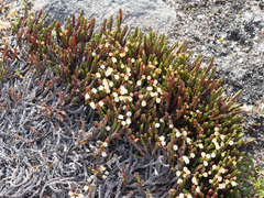 White arctic mountain heather (Cassiope tetragona)