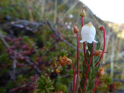 White arctic mountain heather (Cassiope tetragona)