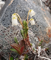 White arctic mountain heather (Cassiope tetragona)