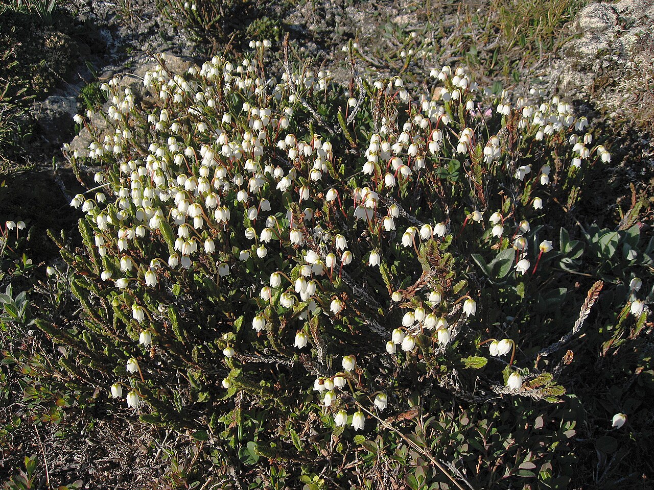 White arctic mountain heather: White Arctic Mountain Heather Cassiope tetragona photographed near Upernavik, Greenland