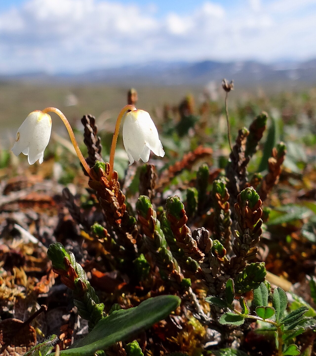 White arctic mountain heather: Arctic bell-heather in Northern Norway.