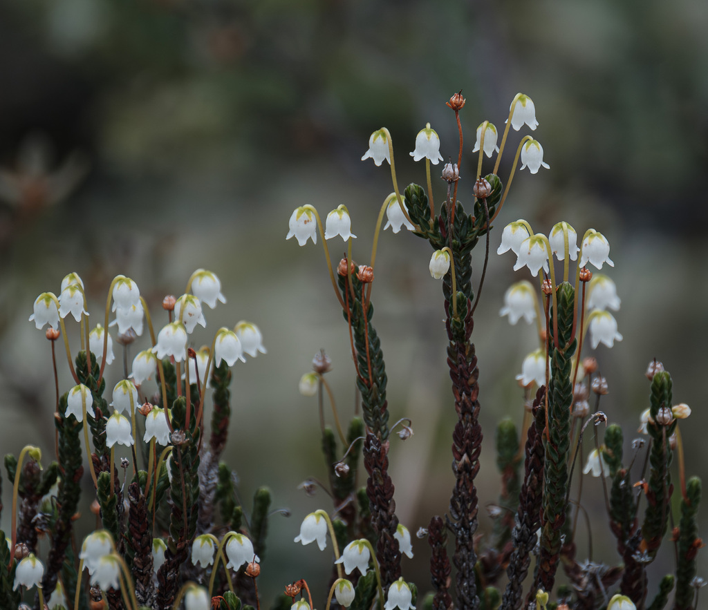 White arctic mountain heather (Cassiope tetragona)