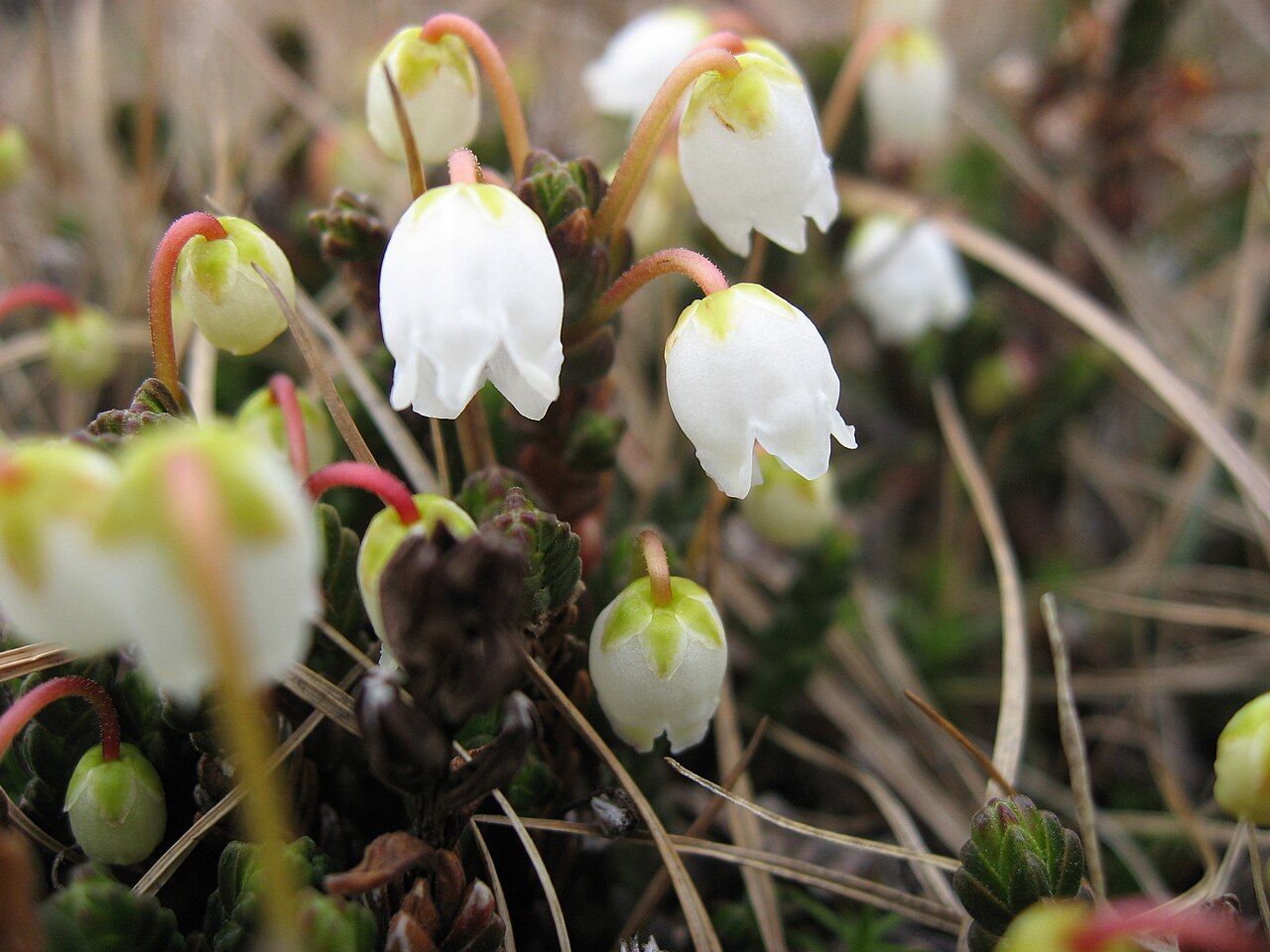 White arctic mountain heather: Cassiope tetragona close-up photograhed near Upernavik, Greenland.