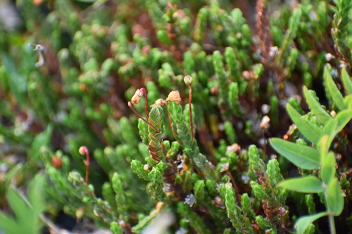 White arctic mountain heather (Cassiope tetragona)