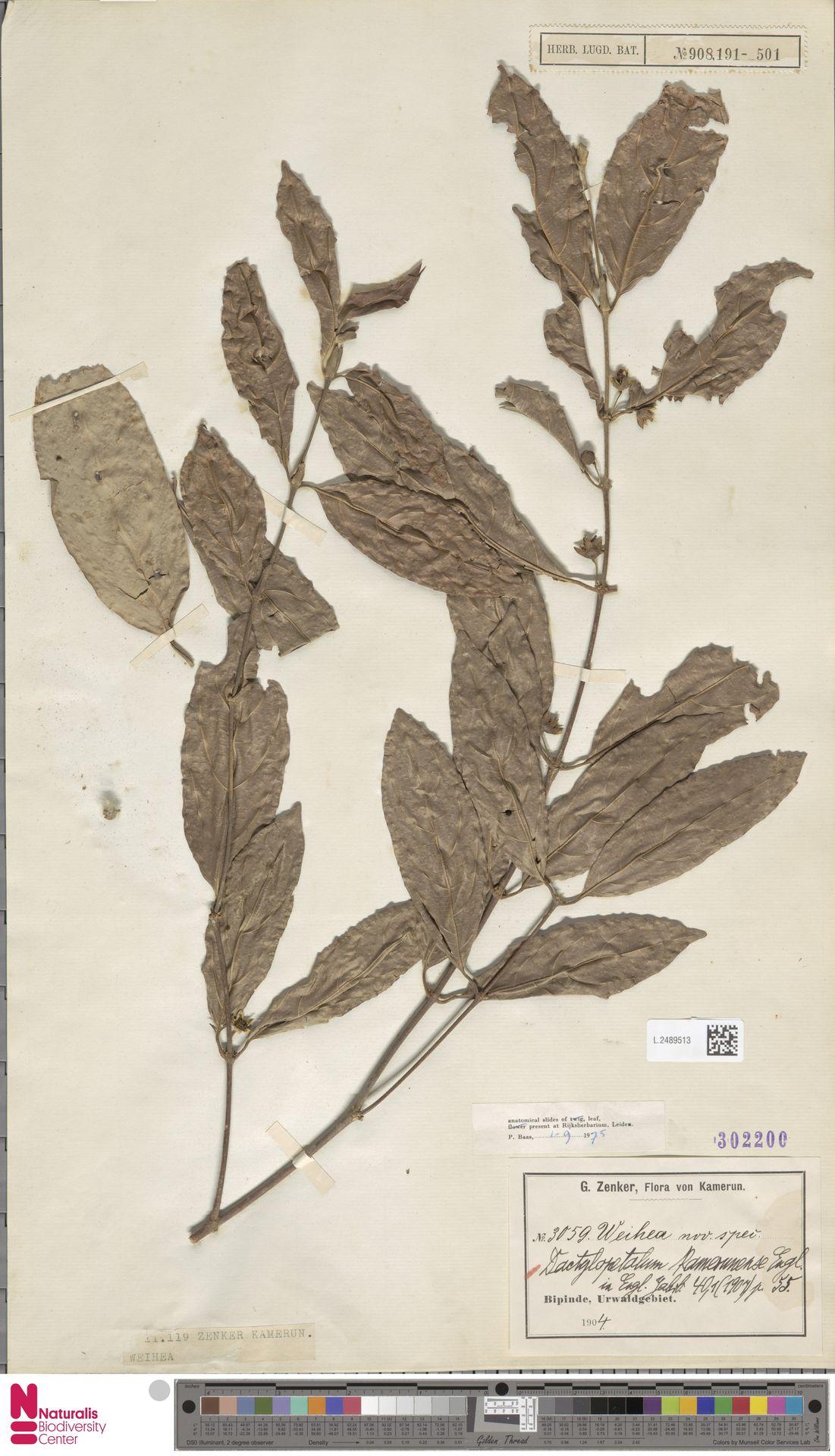 Cassipourea schizocalyx: Dactylopetalum kamerunense Engl. (type of) - Cassipourea schizocalyx C.H.Wright