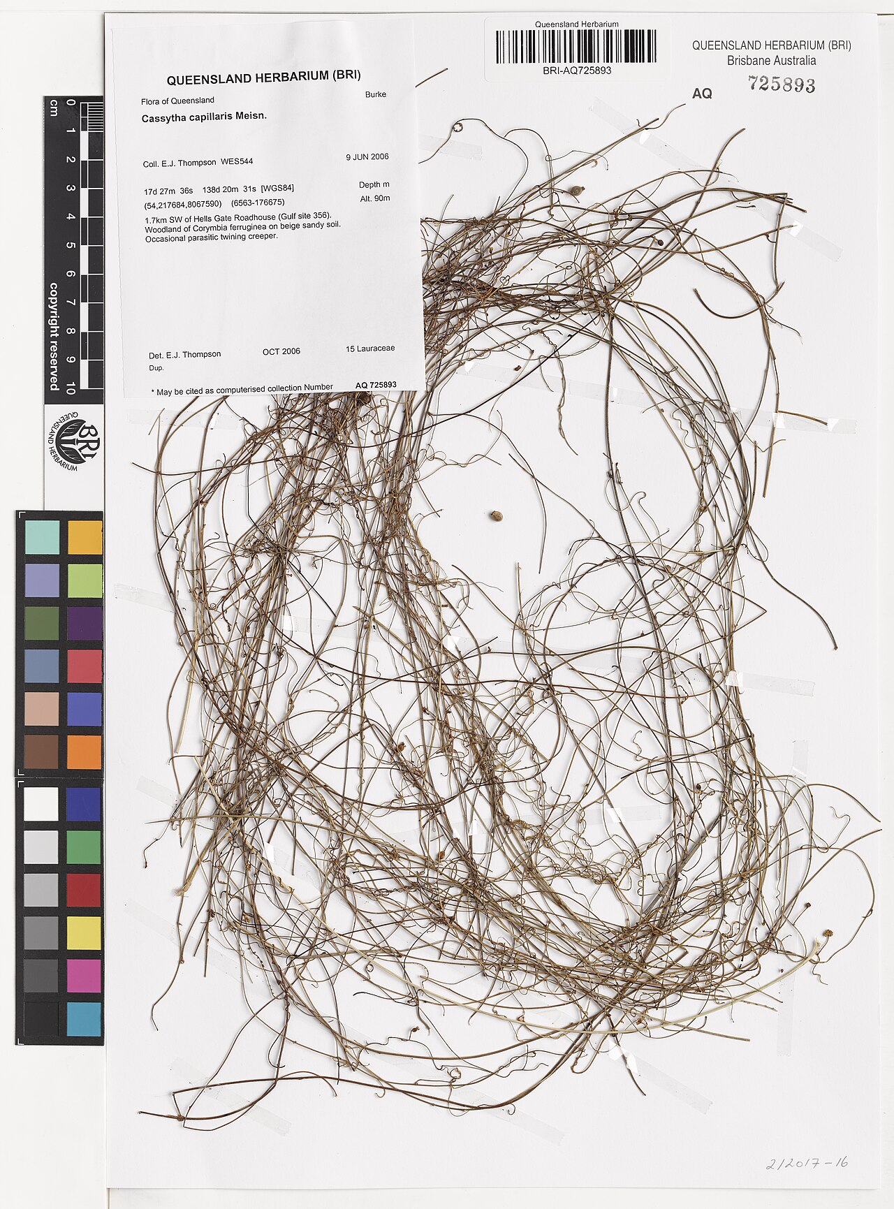 Devil's twine: Cassytha capillaris herbarium specimen AQ725893