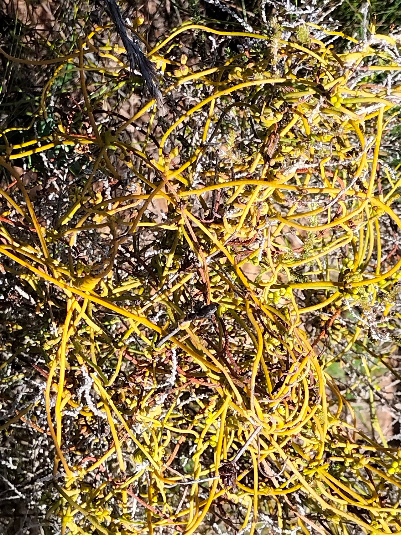 Cassytha ciliolata (Cassytha ciliolata)