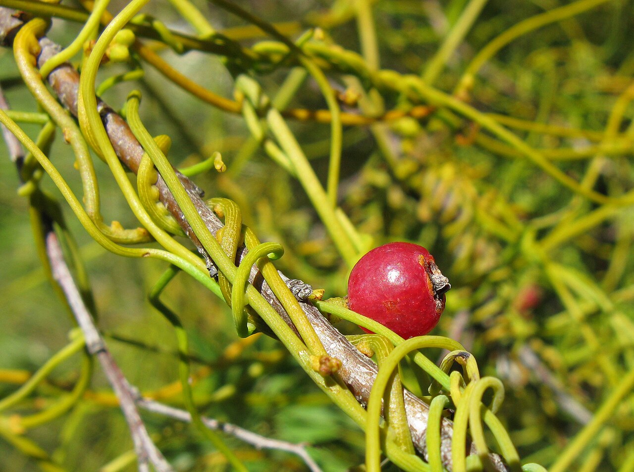 Cassytha ciliolata: Cassytha ciliolata on Searsia angustifolia . Haustoria visible on host and on its own stems.