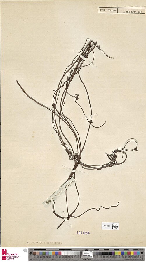 Cassytha ciliolata: Cassytha triflora E.Mey. (type of) - Cassytha ciliolata Nees