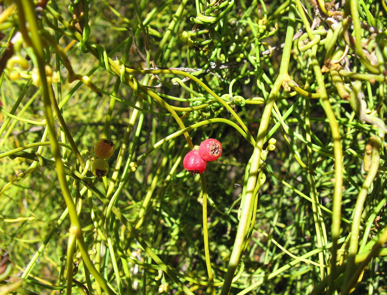 Cassytha ciliolata: Cassytha ciliolata showing fruit, flowers and buds. Haustoria visible on host and on its own stems.