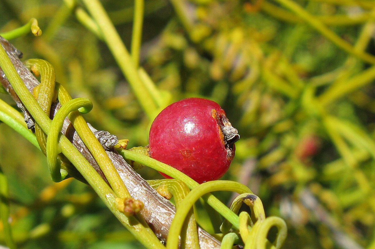 Cassytha ciliolata: Cassytha ciliolata on Searsia angustifolia . Haustoria visible on host and on its own stems.