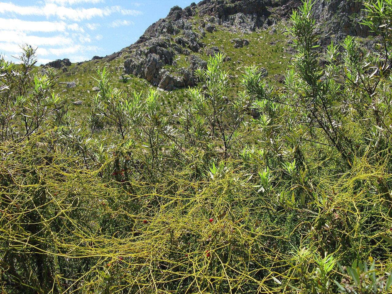 Cassytha ciliolata: Cassytha ciliolata on Searsia angustifolia in the Franschhoek Pass