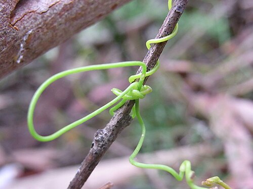 Cassytha glabella: Climber on Blackbutt twig, Chatswood West, NSW, Australia. Probably Cassytha glabella