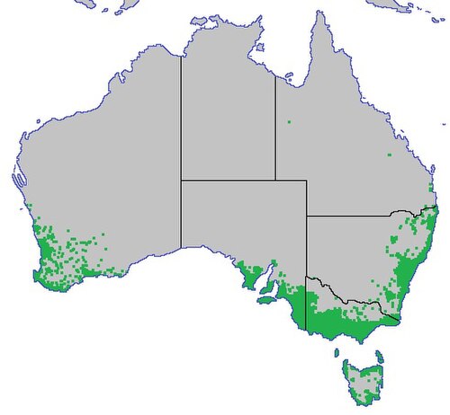 Cassytha glabella: Range map of Cassytha glabella