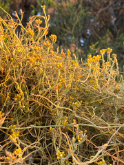 Cassytha pomiformis (Cassytha pomiformis)