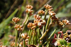 Cassytha pomiformis (Cassytha pomiformis)