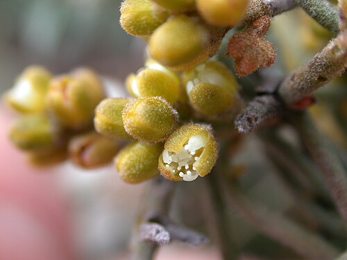 Cassytha pubescens: Cassytha pubescens flower