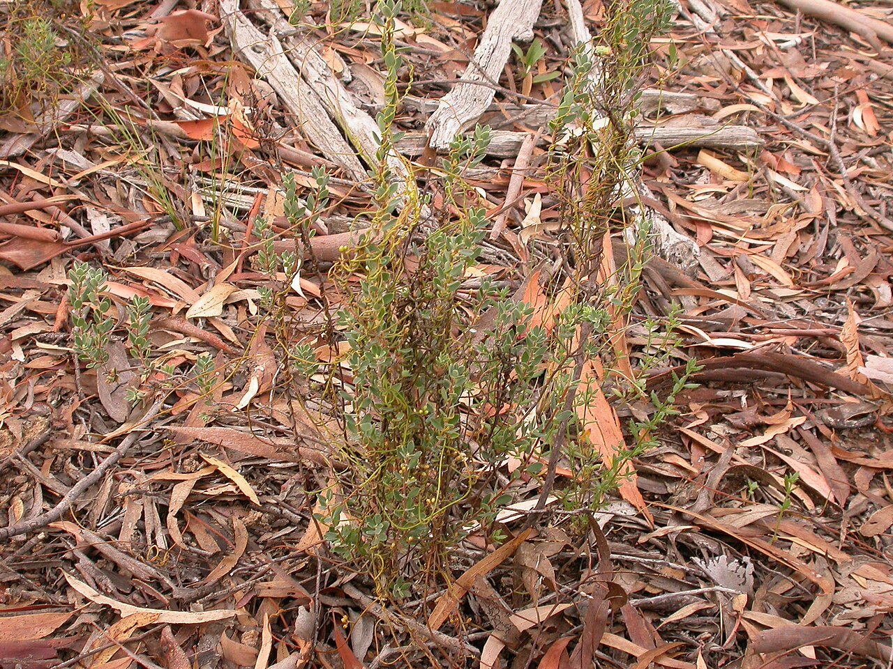 Cassytha pubescens: Cassytha pubescens R.Br., parasitising Brachyloma daphnoides (Sm.) Benth., Black Mountain, Canberra, ACT, 4 February 2011