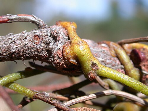 Cassytha pubescens: Haustoria of Cassytha pubescens on a host, Mt Field National Park, Tasmania, Australia