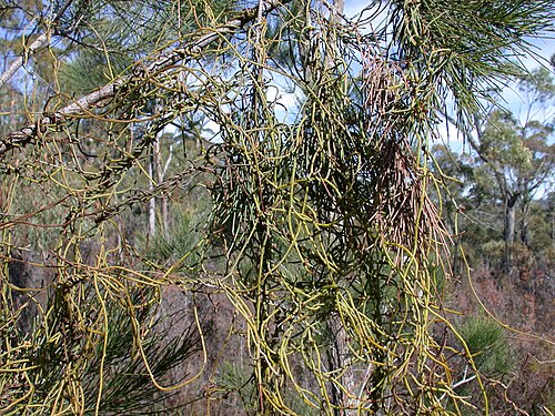 Cassytha pubescens: Cassytha pubescens twining