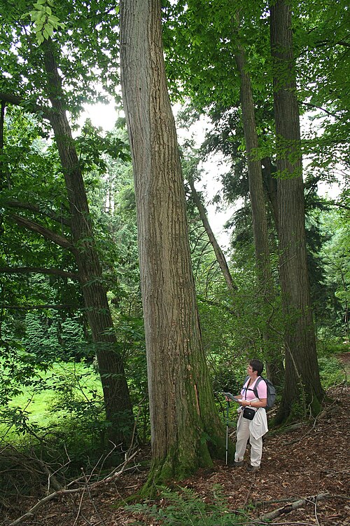 American chestnut: American Chestnut .
