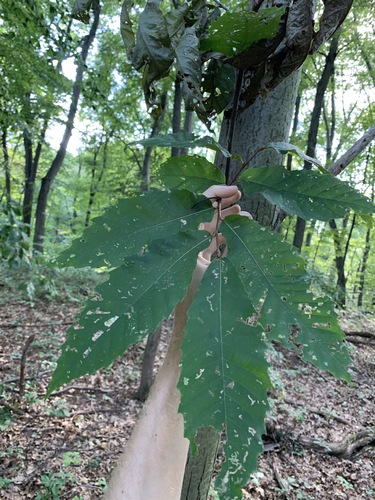 American chestnut (Castanea dentata)