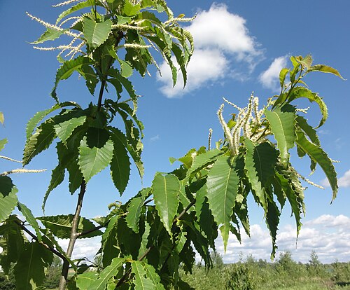 American chestnut: Castanea dentata (American chestnut) taken at Skaneateles Conservation Area, Skaneateles, New York