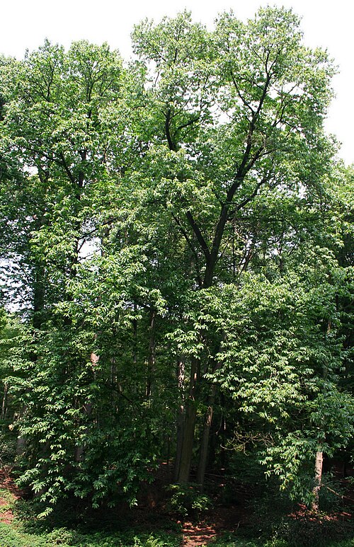 American chestnut: American Chestnut .