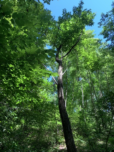 American chestnut (Castanea dentata)