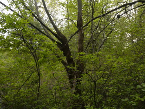 American chestnut (Castanea dentata)
