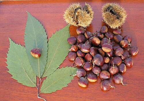 American chestnut: American Chestnut Nuts with Burrs and Leaves. Photo by myself: Timothy Van Vliet 2004 from my Orchard in New Jersey