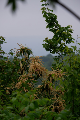 American chestnut (Castanea dentata)