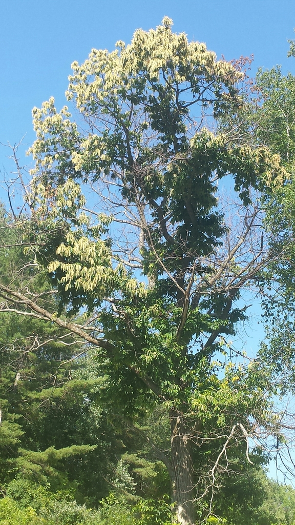 American chestnut (Castanea dentata)