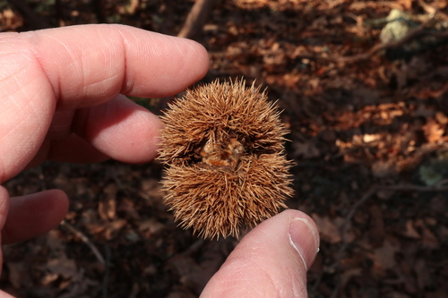 American chestnut (Castanea dentata)