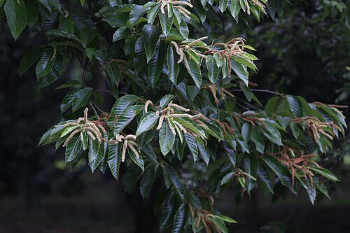 Chinese chestnut: 板栗,杭州植物园