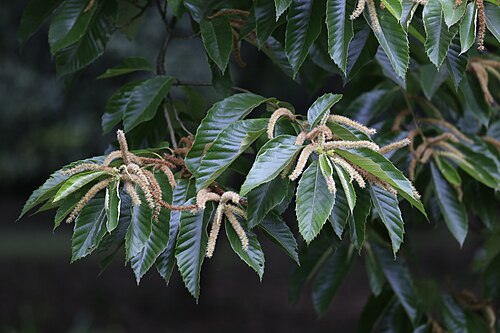 Chinese chestnut: 板栗,杭州植物园