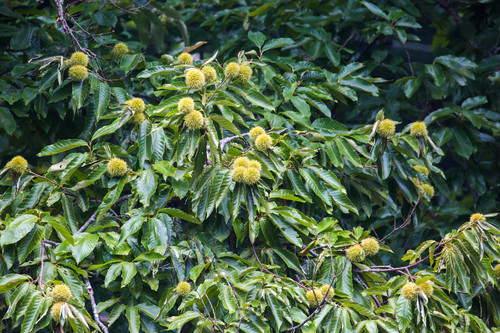 Chinese chestnut (Castanea mollissima)