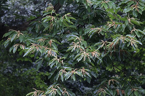 Chinese chestnut: 板栗,杭州植物园