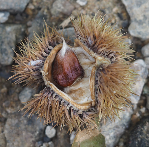 Chinese chestnut (Castanea mollissima)