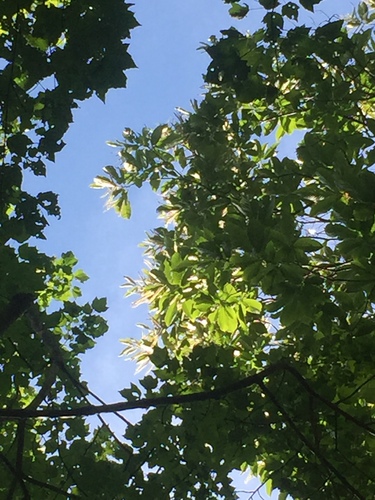 Chinese chestnut (Castanea mollissima)