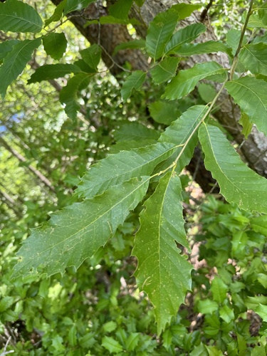Chinese chestnut (Castanea mollissima)