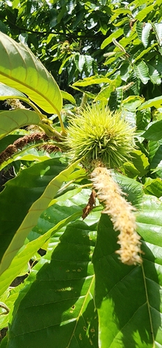 Chinese chestnut (Castanea mollissima)