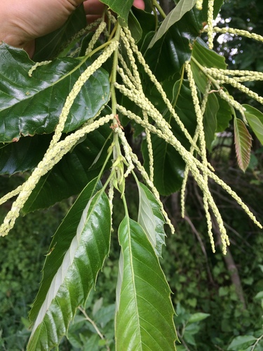 Chinese chestnut (Castanea mollissima)